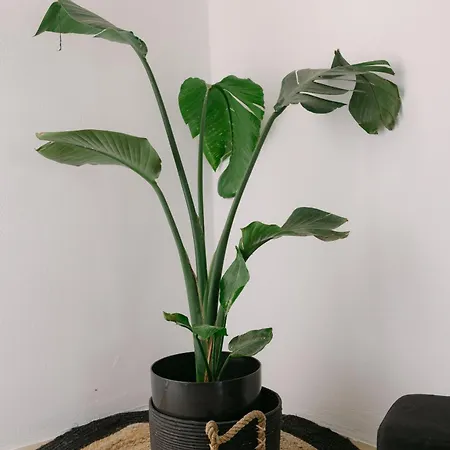 Blue Zircon ステリダ