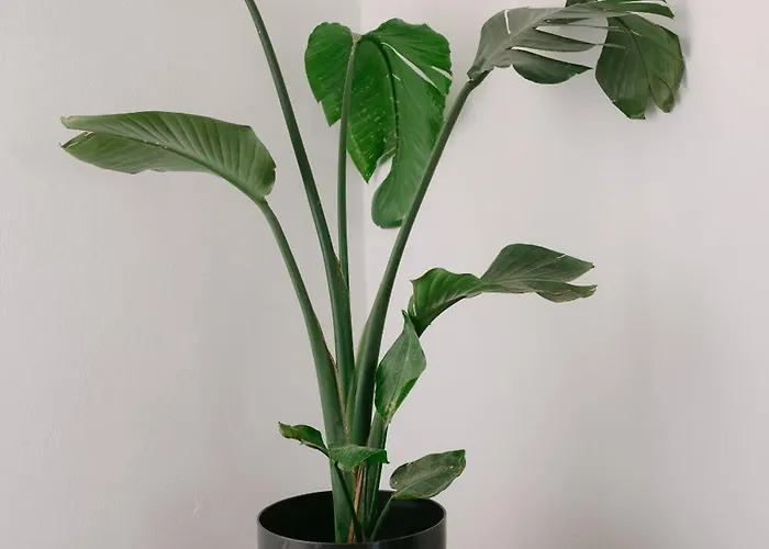 Blue Zircon ستيليدا