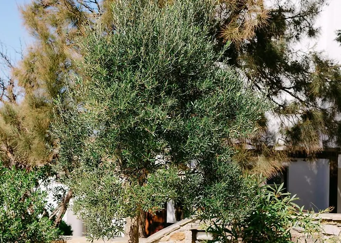 Blue Zircon فيلة ستيليدا